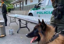 Incautan 10 kilos de base de coca en operativo policial en Belén Fátima