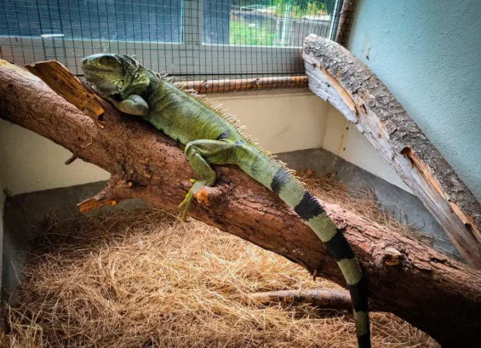 Iguana