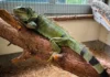 Iguana