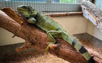 Iguana llevaba 25 años en cautiverio y fue entregada en estado de desnutrición Iguana