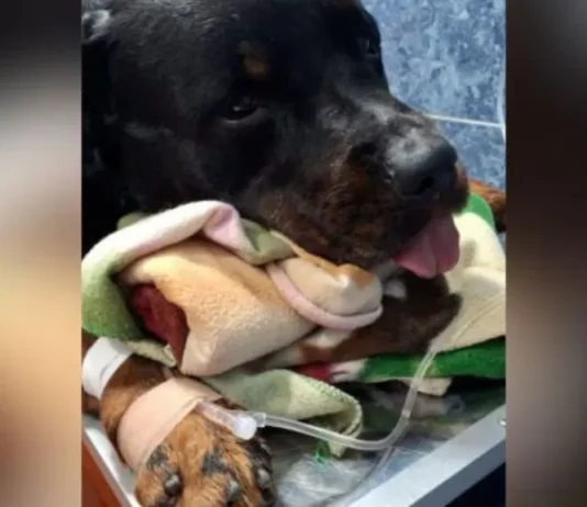 Un falso veterinario y una red de maltrato animal deben responder ante la justicia Maltrato