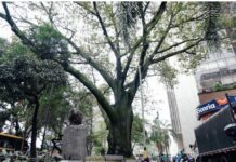 Medellín rinde homenaje a su árbol más antiguo de 168 años
