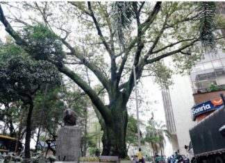 Medellín rinde homenaje a su árbol más antiguo de 168 años