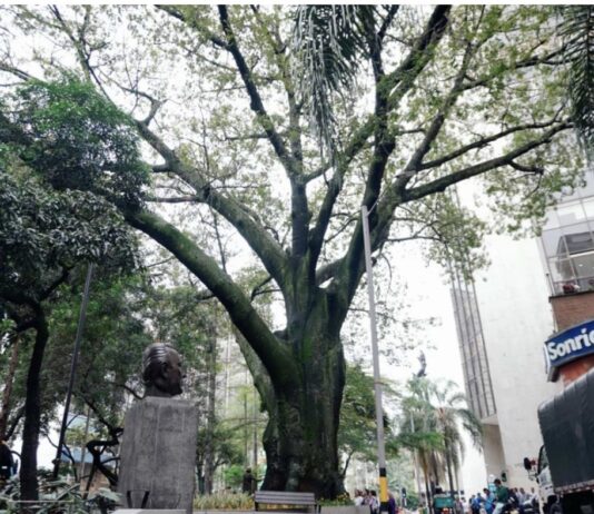 Medellín rinde homenaje a su árbol más antiguo de 168 años