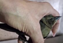 Animales heridos por pólvora en el Valle de Aburrá encienden alertas en lo que va de diciembre