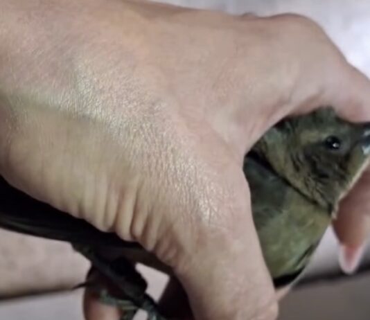 Animales heridos por pólvora en el Valle de Aburrá encienden alertas en lo que va de diciembre