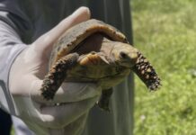 Regresan 140 tortugas a su hábitat natural tras ser recuperadas del tráfico ilegal