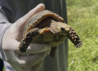 Regresan 140 tortugas a su hábitat natural tras ser recuperadas del tráfico ilegal
