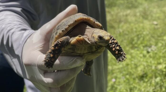 Regresan 140 tortugas a su hábitat natural tras ser recuperadas del tráfico ilegal