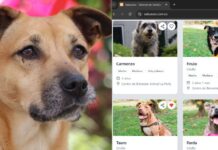 El algoritmo más noble de Colombia impulsa la adopción digital de mascotas en Medellín adopción digital de mascotas