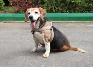 Medellín realizará la primera Adoptatón del año para dar hogar a perros y gatos mayores Medellín realizará la primera Adoptatón