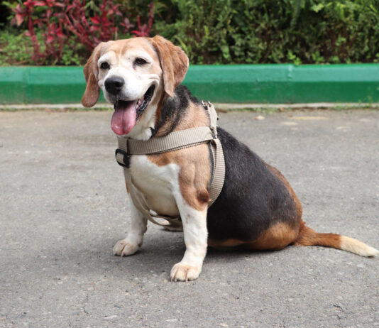 Medellín realizará la primera Adoptatón del año para dar hogar a perros y gatos mayores Medellín realizará la primera Adoptatón