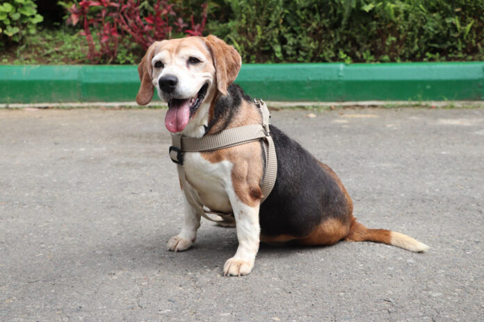 Medellín realizará la primera Adoptatón