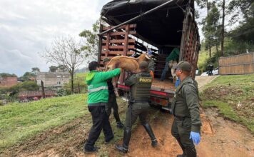 Presunto maltrato animal