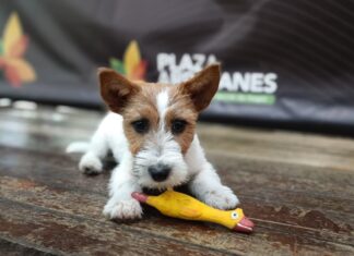 Xpo Mascotas 2026 en Plaza Arrayanes: jornada gratuita para el cuidado y adopción de animales