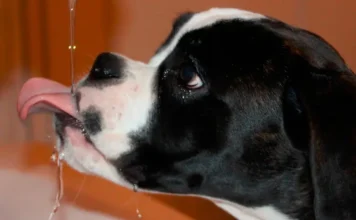 El calor en Medellín también está golpeando a perros y gatos El calor en Medellín
