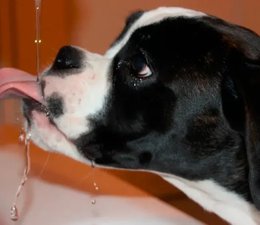 El calor en Medellín también está golpeando a perros y gatos El calor en Medellín