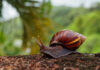 Caracol africano sigue siendo un riesgo en Medellín: esto recomiendan las autoridades