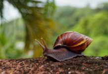 Caracol africano sigue siendo un riesgo en Medellín: esto recomiendan las autoridades