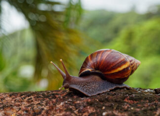 Caracol africano sigue siendo un riesgo en Medellín: esto recomiendan las autoridades Caracol africano sigue siendo un riesgo en Medellín: esto recomiendan las autoridades