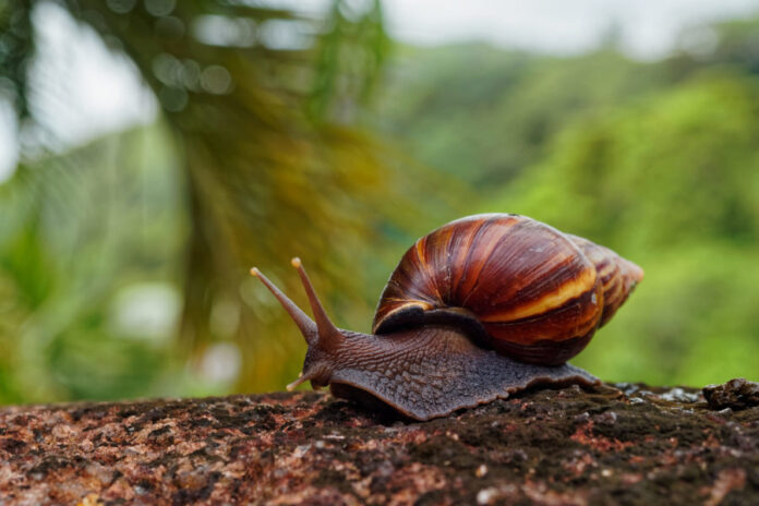 Caracol africano sigue siendo un riesgo en Medellín: esto recomiendan las autoridades