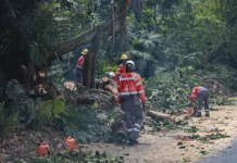 ¡Polémica en Medellín por tala de más de 120 árboles en el parque La Presidenta! Polémica en Medellín por tala de más de 120 árboles