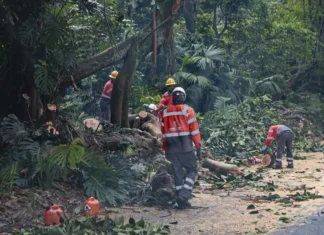 Polémica en Medellín por tala de más de 120 árboles