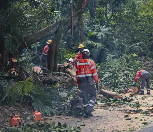 Polémica en Medellín por tala de más de 120 árboles