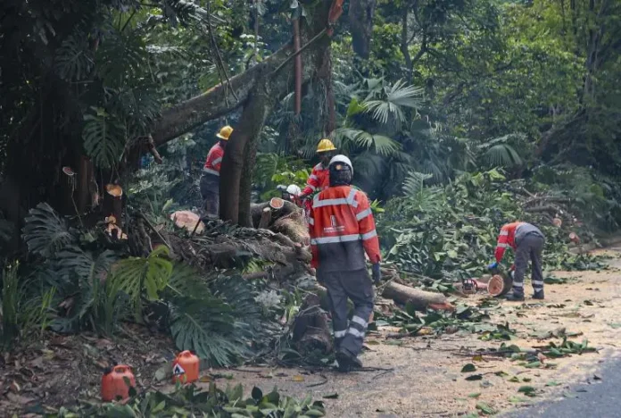 Polémica en Medellín por tala de más de 120 árboles