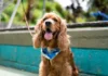 ¡Medellín tendrá jornadas gratuitas de esterilización para perros y gatos! ¡Medellín tendrá jornadas gratuitas de esterilización para perros y gatos!
