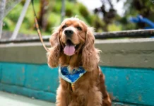 ¡Medellín tendrá jornadas gratuitas de esterilización para perros y gatos! ¡Medellín tendrá jornadas gratuitas de esterilización para perros y gatos!