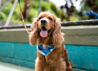 ¡Medellín tendrá jornadas gratuitas de esterilización para perros y gatos! ¡Medellín tendrá jornadas gratuitas de esterilización para perros y gatos!
