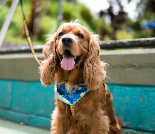 ¡Medellín tendrá jornadas gratuitas de esterilización para perros y gatos! ¡Medellín tendrá jornadas gratuitas de esterilización para perros y gatos!
